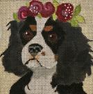 Cavalier Spaniel 4