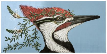 Monocled Woodpecker