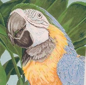 Blue & Yellow Macaw