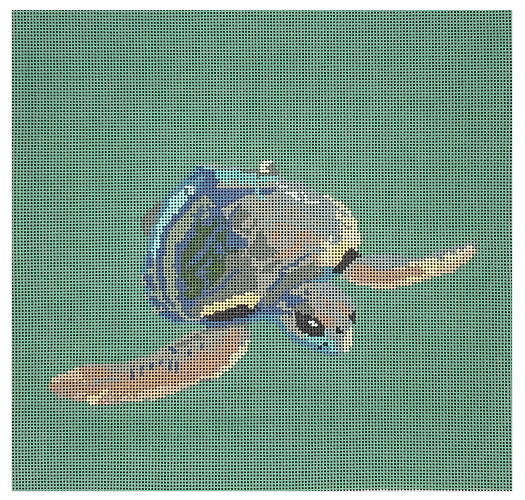 Sea Turtle 12X12 13M