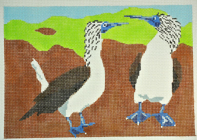 Blue Footed Boobies