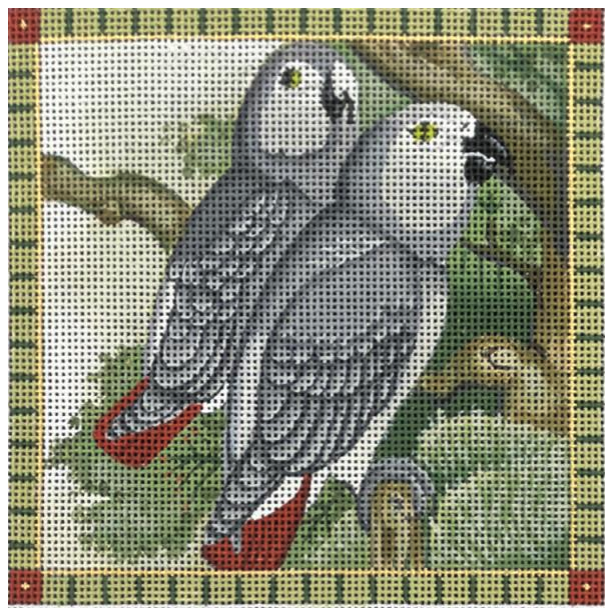 African Gray Parrots