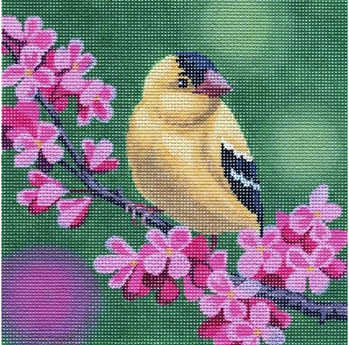 Gold Finch On Cherry Blossoms