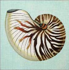 Chambered Nautilus