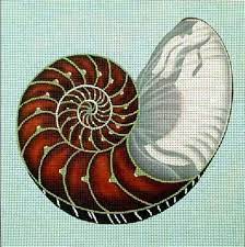 Cut Chambered Nautilus