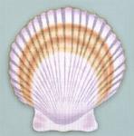 Shell Series - Fan Shell