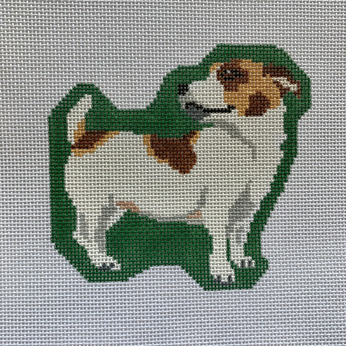 Jack Russell Terrier With Collar