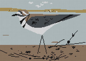 Killdeer