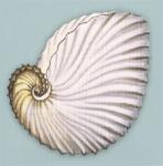 Shell Series - Nautilus Shell